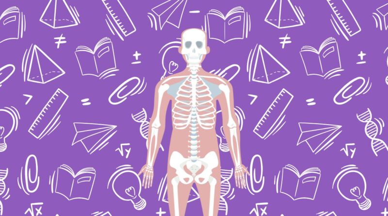 Como estudar os ossos do corpo humano com mapas, flashcards e apps 3D